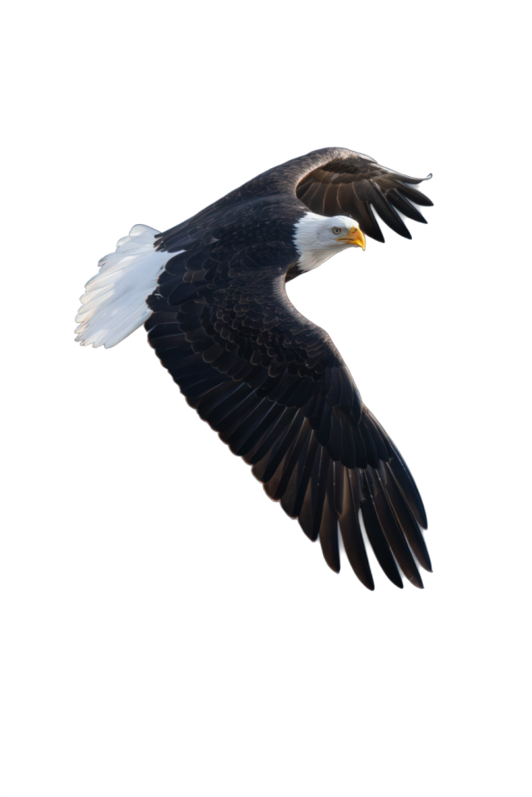 Eagle soaring high